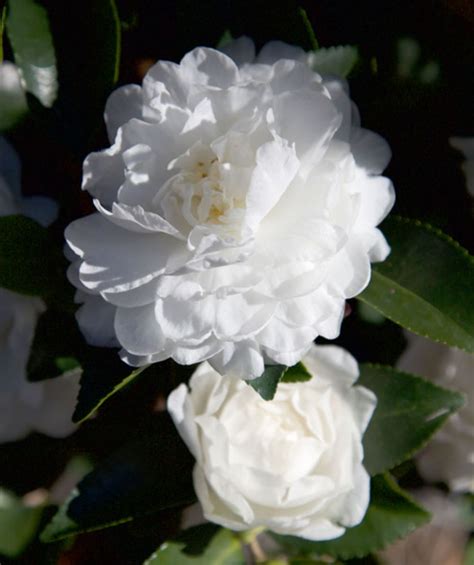 A Closer Look at the Enigmatic White Shi Shi Camellia in October